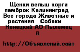 Щенки вельш корги пемброк Калининград - Все города Животные и растения » Собаки   . Ненецкий АО,Пылемец д.